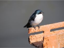 Mangrove Swallow
